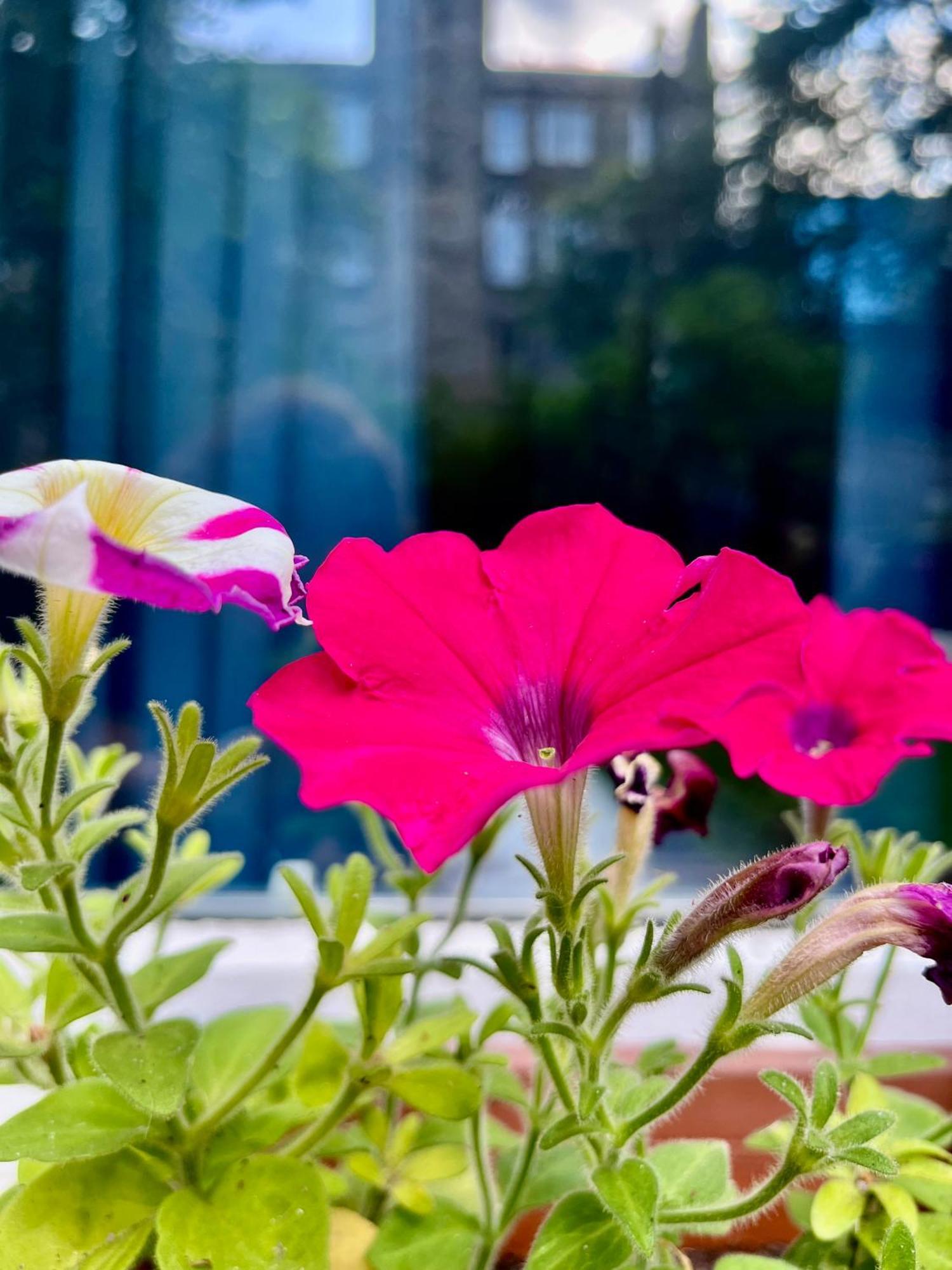 Апартаменты Garden Flat Эдинбург Экстерьер фото